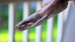 Snake Bites Man's Head as He Opens Front Door — Best Life