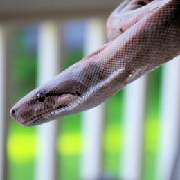 Snake Bites Man's Head as He Opens Front Door