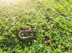 8 Things in Your Yard That Attract Snakes