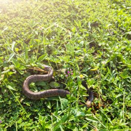 8 Things in Your Yard That Attract Snakes