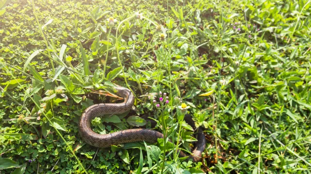 Snake in grass backyard