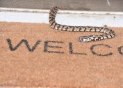 Venomous snake at the door of a house on a welcome mat