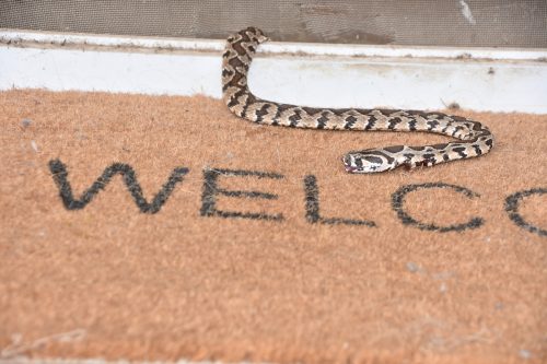 Venomous snake at the door of a house on a welcome mat