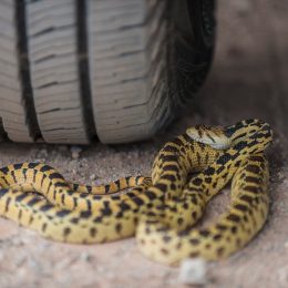 Gopher snake hidden under car tire