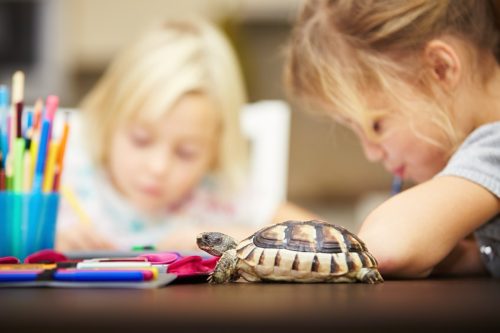 sisters at home doing homework with their pet turtle