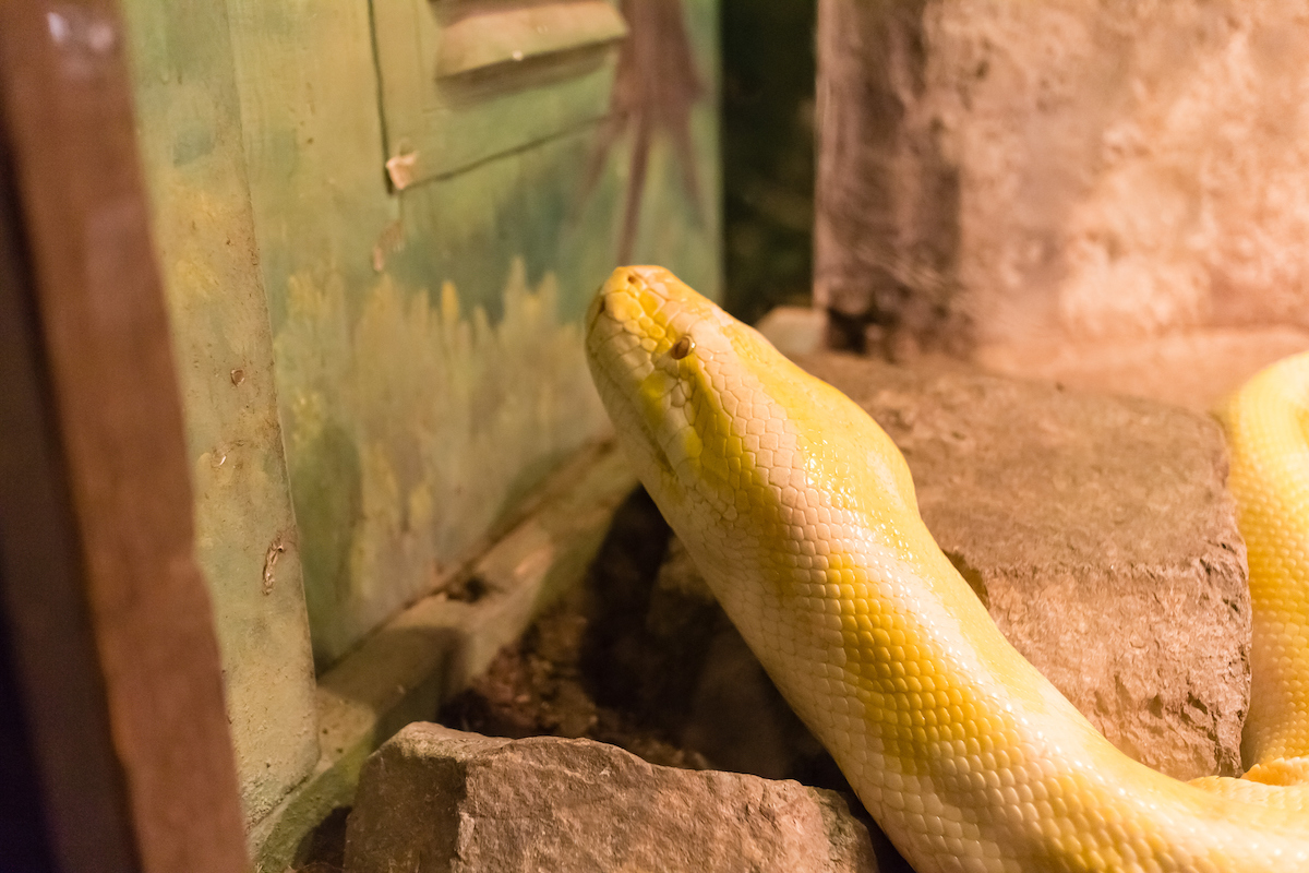 9 Things That Attract Snakes to Your Basement — Best Life