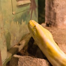 9 Things Attracting Snakes to Your Basement