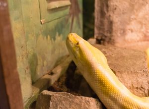 9 Things Attracting Snakes to Your Basement