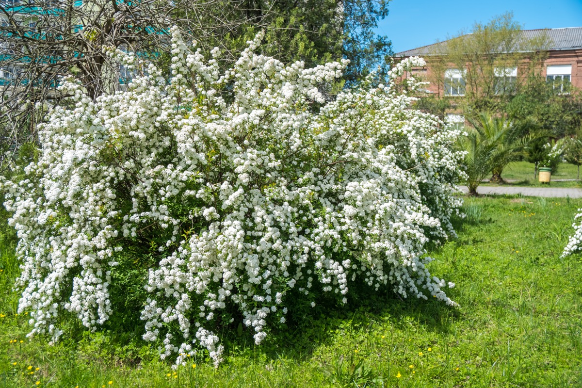 6 Common DeerRepellent Plants — Best Life
