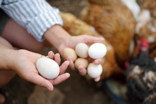 Farmer Collecting Fresh Eggs