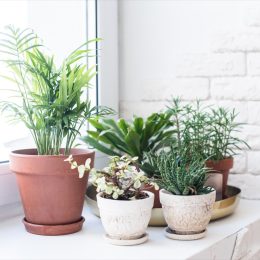 Collection of House Plants