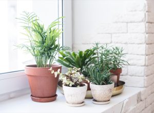 Collection of House Plants