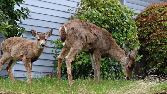 Deer Eating Plants in Yard