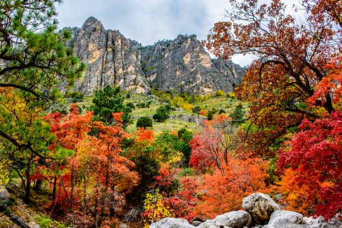 Autumn colors along Pine Canyon in Texas' Guadalupe Mountains National Park