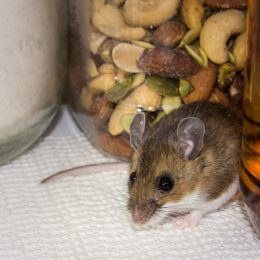 Mouse Hiding Next to Container of Nuts