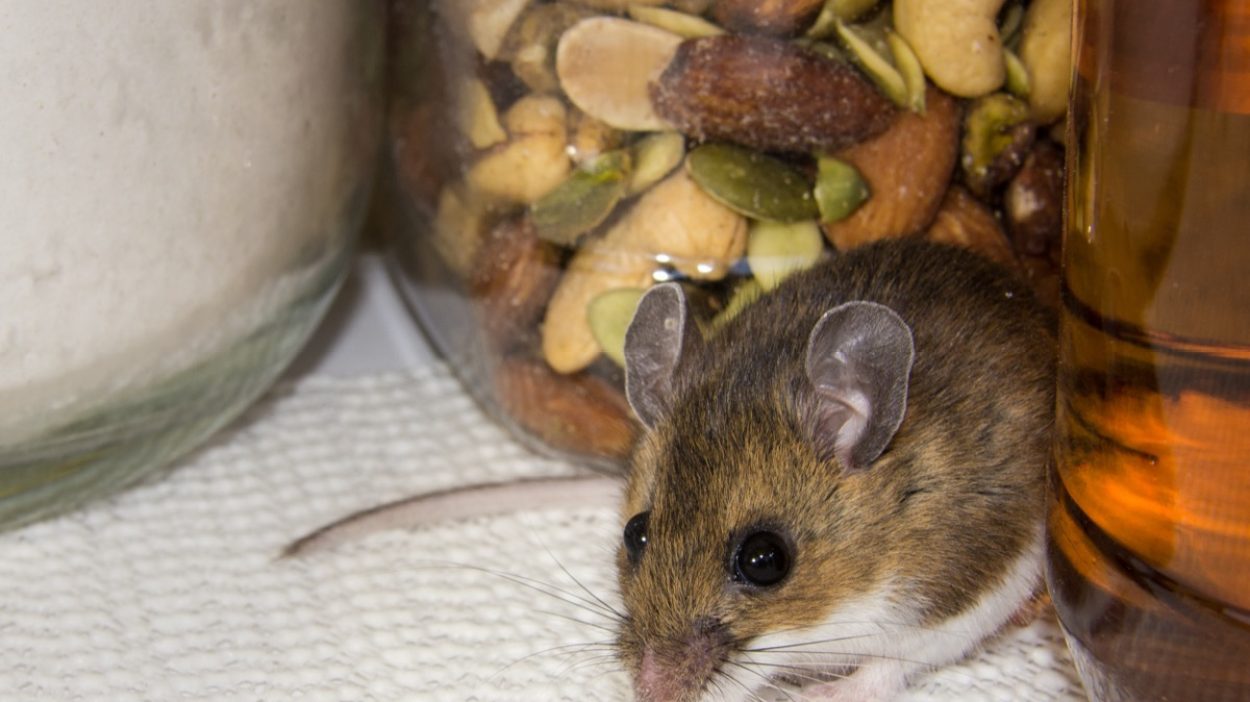 8 Foods That Attract Mice to Your House — Best Life