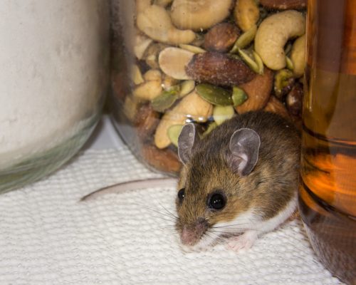 Mouse Hiding Next to Container of Nuts