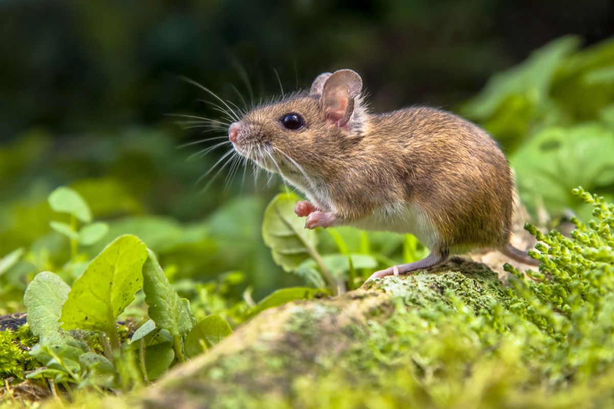 Five Smells That Can Keep Mice & Rats Away