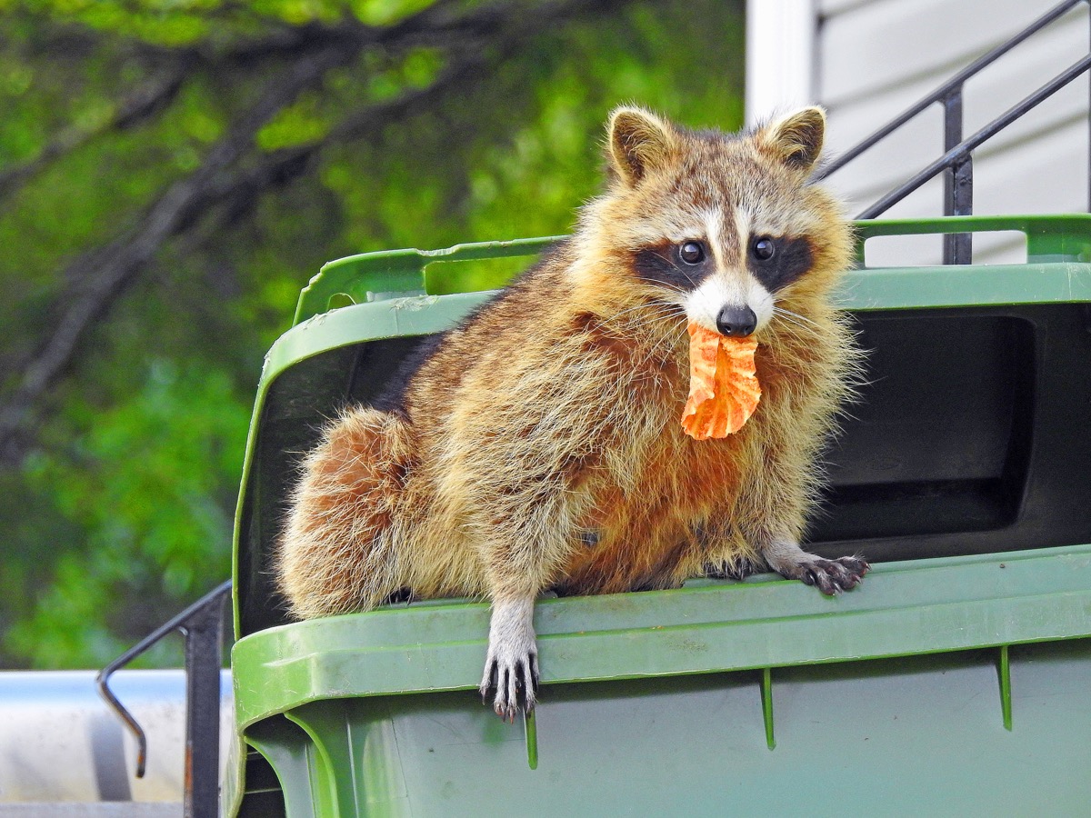 5 Scents That Attract Raccoons to Your Yard — Best Life