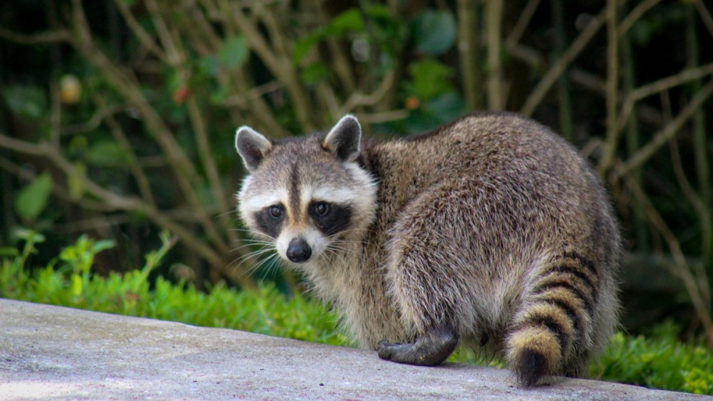 5 Scents That Attract Raccoons to Your Yard — Best Life