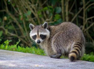 Raccoon in Yard