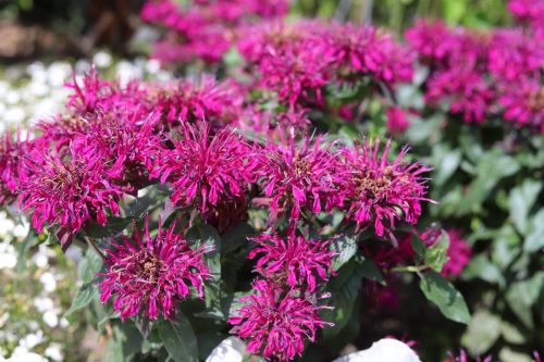 Scarlet Bee Balm Plant
