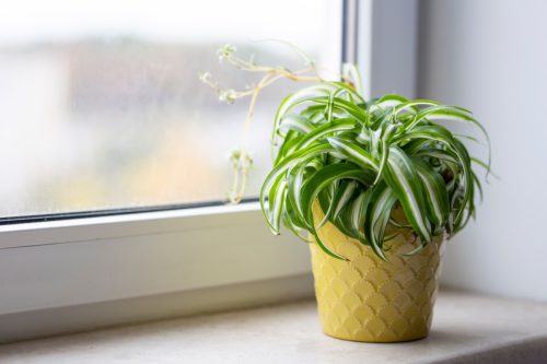 Spider Plant By Windowsill