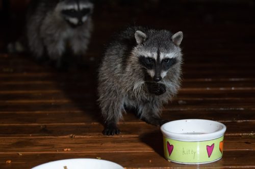 Two Raccoons Going After Pet Food