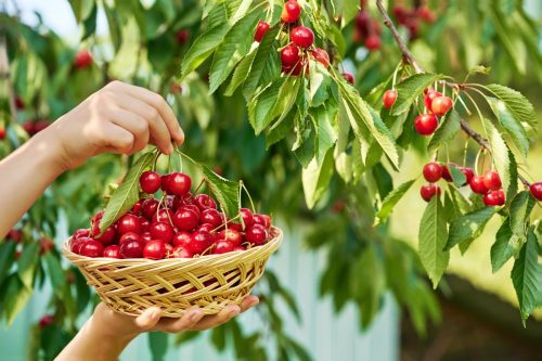 Woman Picking Basket of Cherries