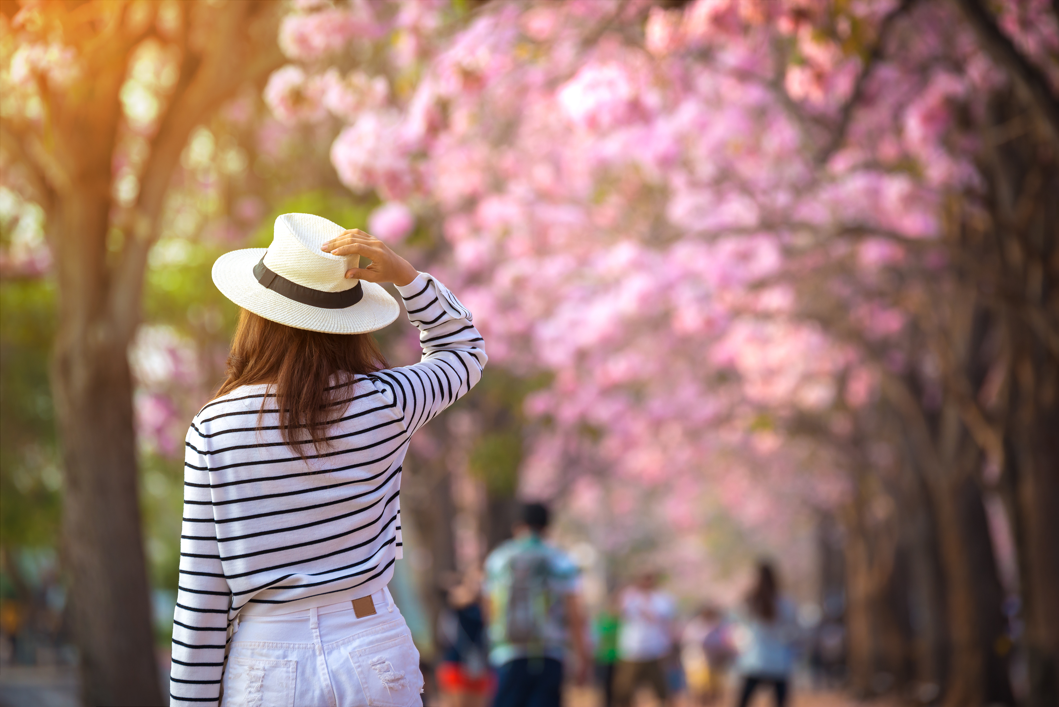 Woman walking in cherry blossoms