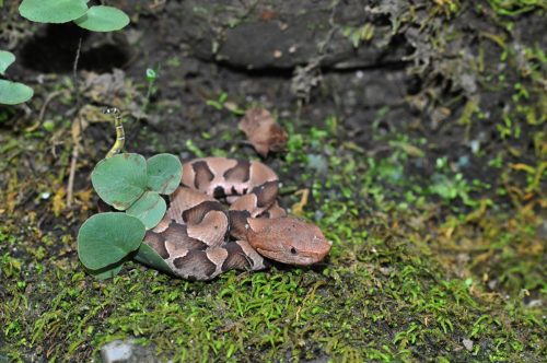 Baby copperhead on moss with yellow tail caudal lure