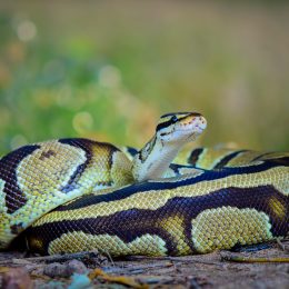 A ball python snake coiled on the ground