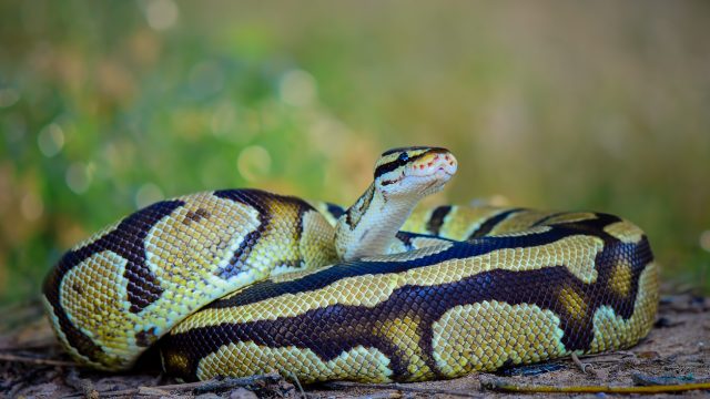 A ball python snake coiled on the ground