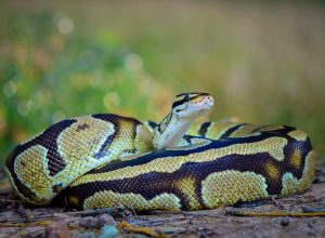 A ball python snake coiled on the ground