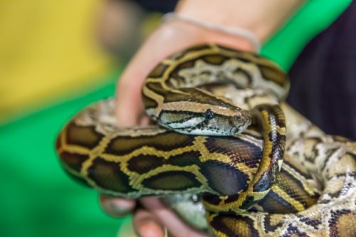 A ball python curled up on a person's hand