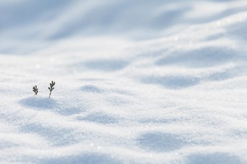 two small pine twigs poking out of snow-covered ground
