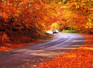 Car driving on a road surrounded by fall foliage
