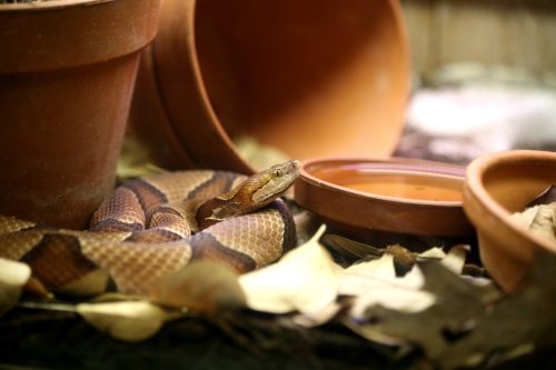 Copperhead snake resting between some old pots and leaves. Shallow focus on head.
