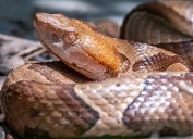 https://bestlifeonline.com/wp-content/uploads/sites/3/2023/08/copperhead-snake-close-up-woman-bitten-outside-home-new-precautions.jpg?quality=82&strip=all&w=177&h=128&crop=1