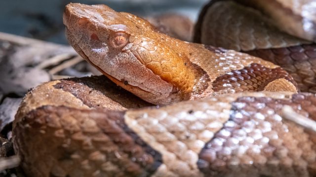 A close up of a copperhead snake