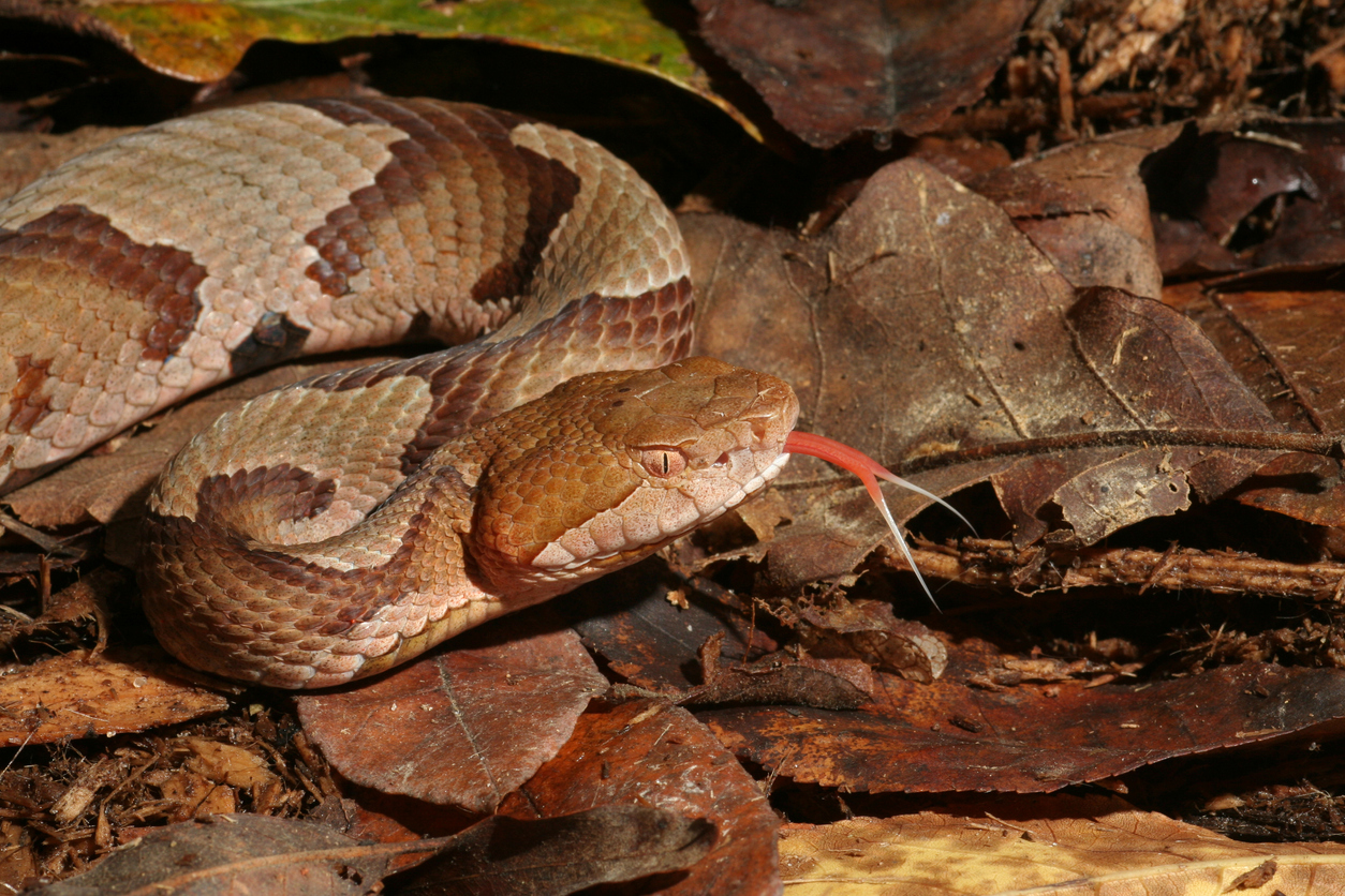 Copperhead Encounters Spark New Warnings — Best Life