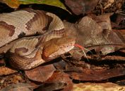 A copperhead snake in leaves flicking its tongue