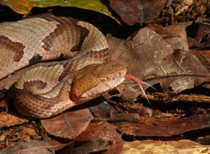 A copperhead snake in leaves flicking its tongue