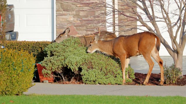 Two,Deer,Stand,In,A,City,Yard,Grazing,On,Shrubs