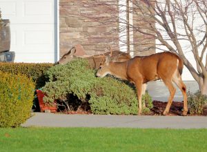 5 Things in Your Yard That Attract Deer