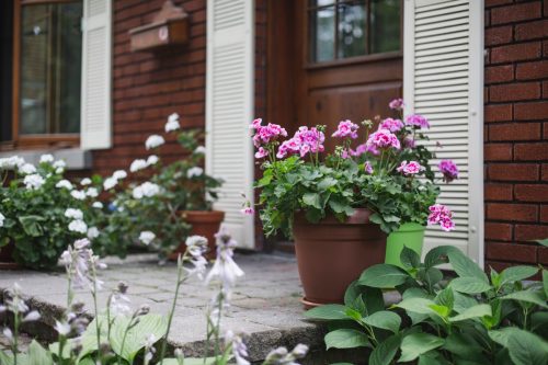 Flower Pot on a porch