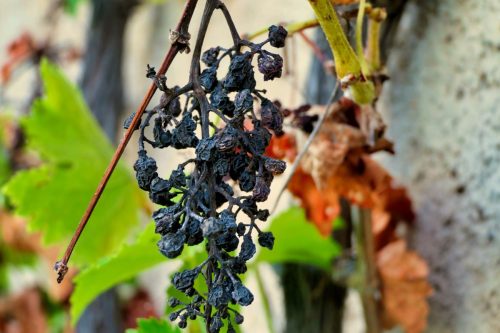 withered grapes on vine during a heatwave