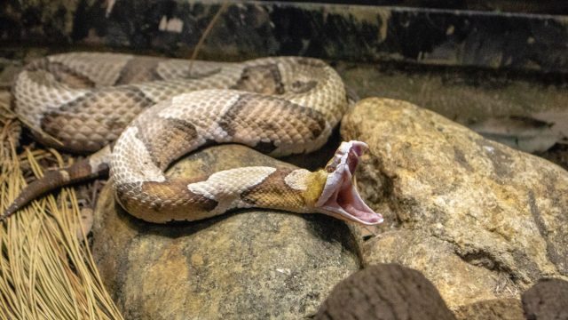 Large copperhead snake