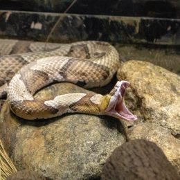 Large copperhead snake