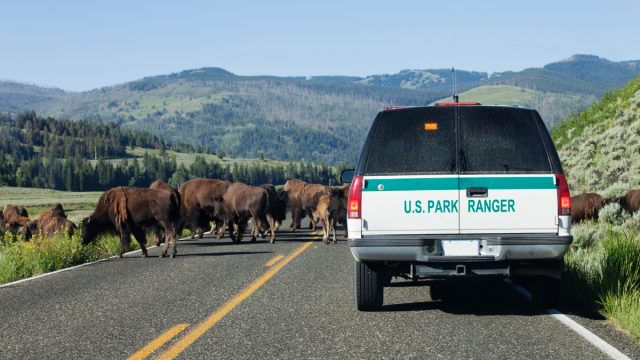 yellowstone park ranger clearing bison off road